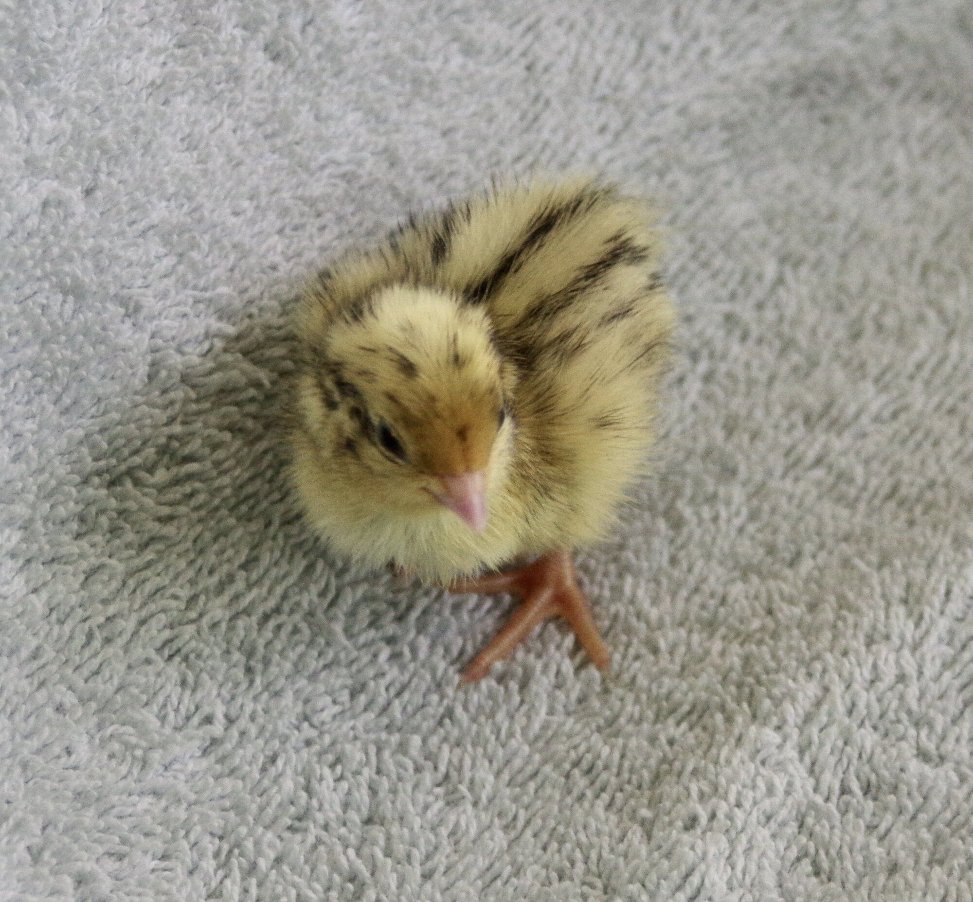 Cutest Baby Fowl Photo Contest 373.jpg