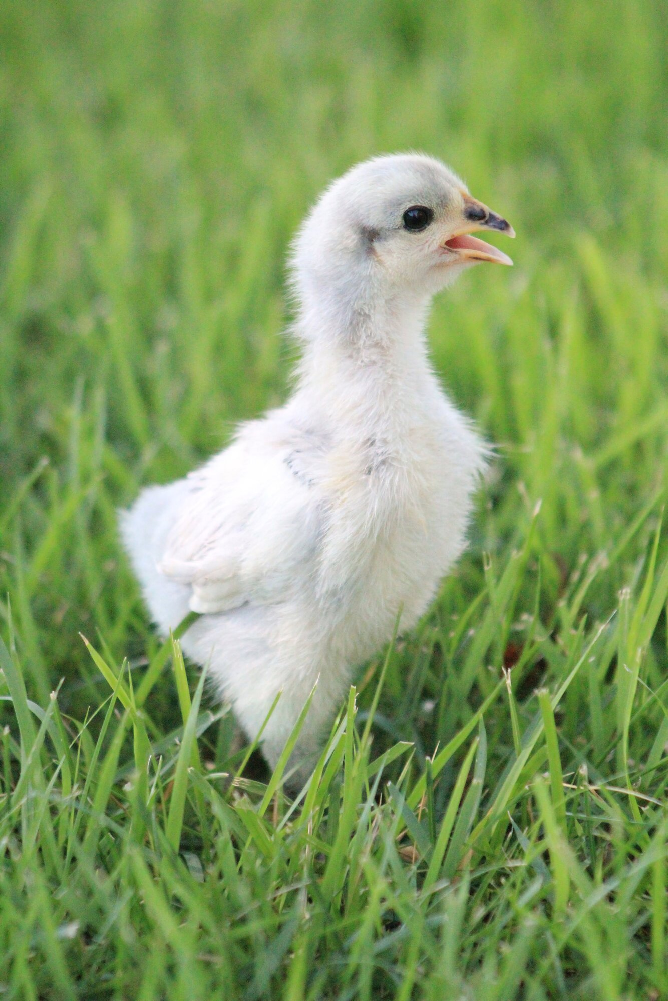 Cutest Baby Fowl Photo Contest 377.jpg