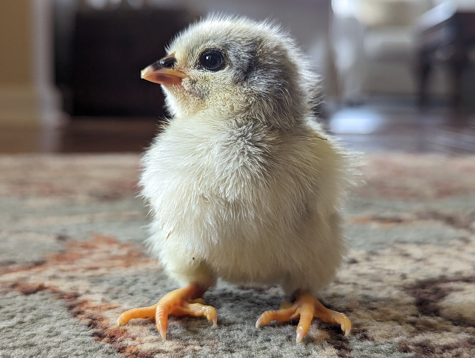 Cutest Baby Fowl Photo Contest 378.jpg