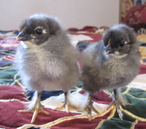 Cutest Couples Photo Contest—Poultry Edition 10.png