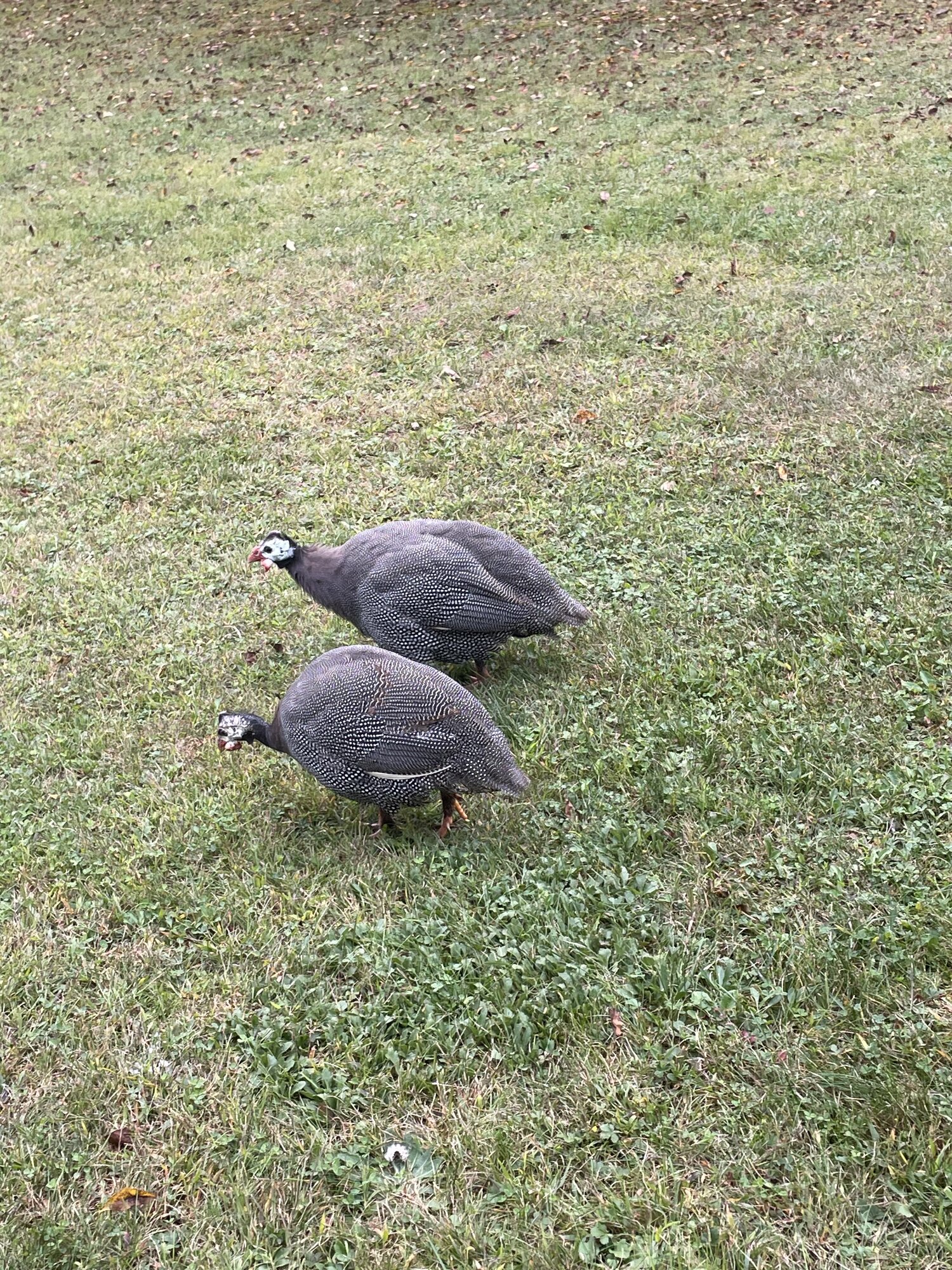 Cutest Couples Photo Contest—Poultry Edition 100.jpg