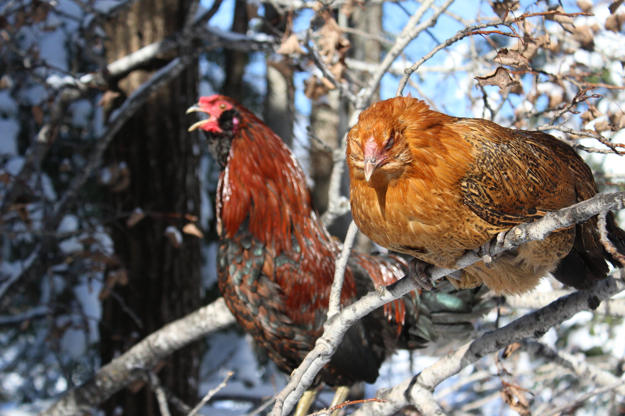 Cutest Couples Photo Contest—Poultry Edition 100.jpg