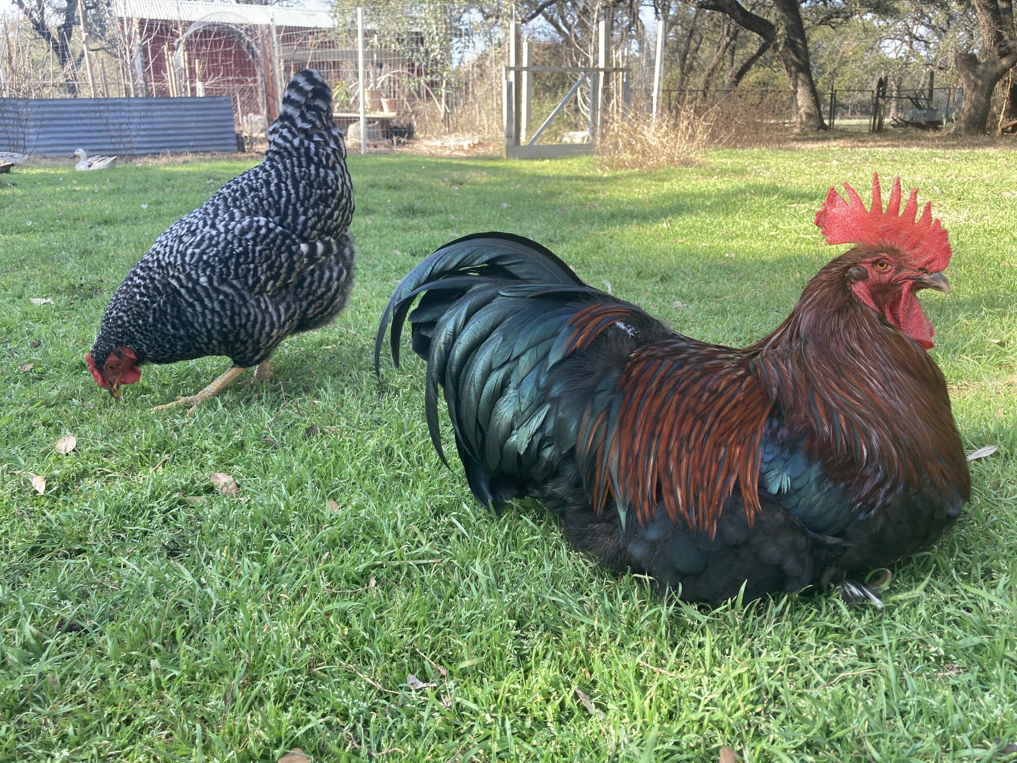 Cutest Couples Photo Contest—Poultry Edition 101.jpg