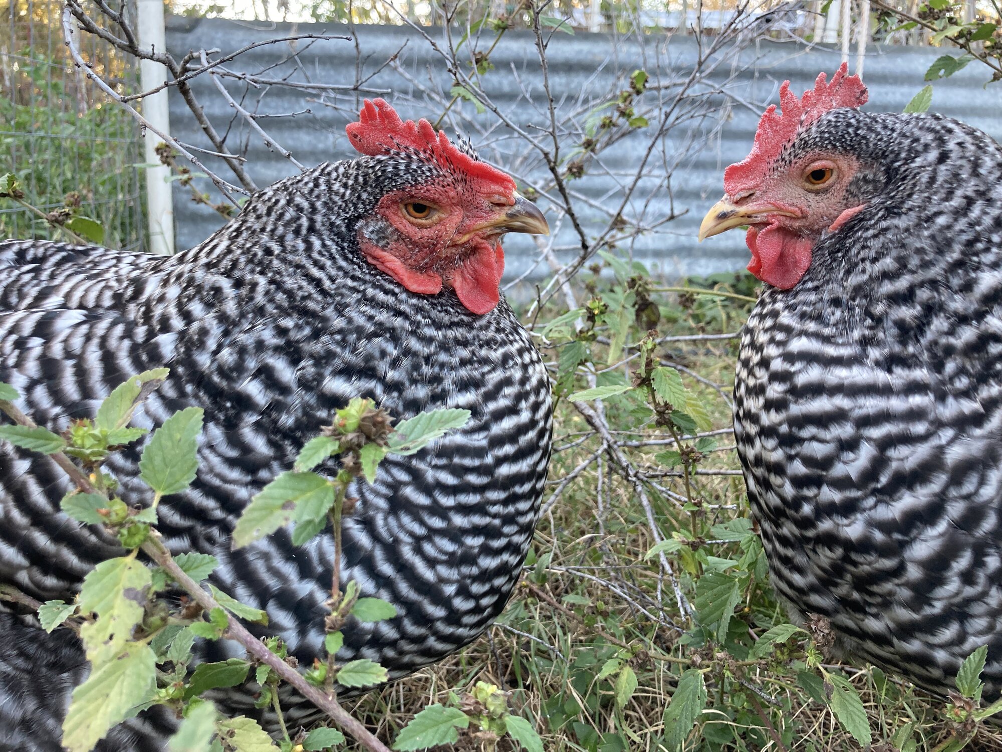 Cutest Couples Photo Contest—Poultry Edition 102.jpg