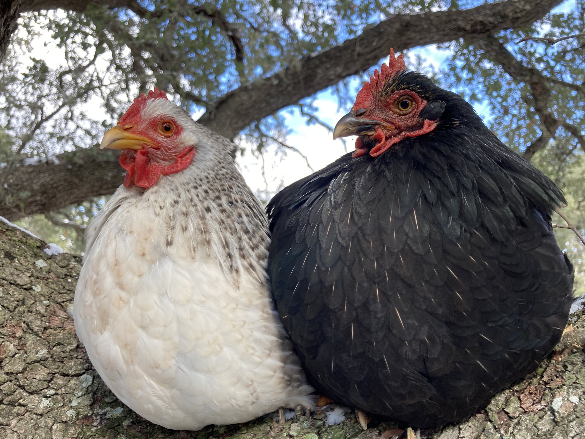 Cutest Couples Photo Contest—Poultry Edition 103.jpg