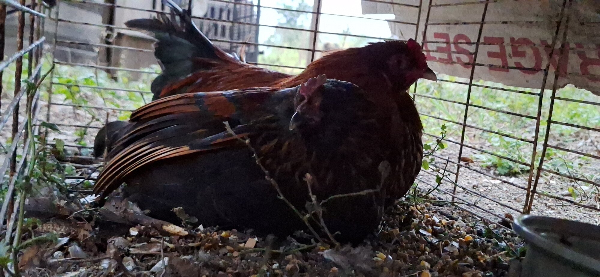 Cutest Couples Photo Contest—Poultry Edition 104.jpg