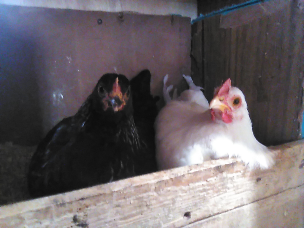 Cutest Couples Photo Contest—Poultry Edition 12.jpg