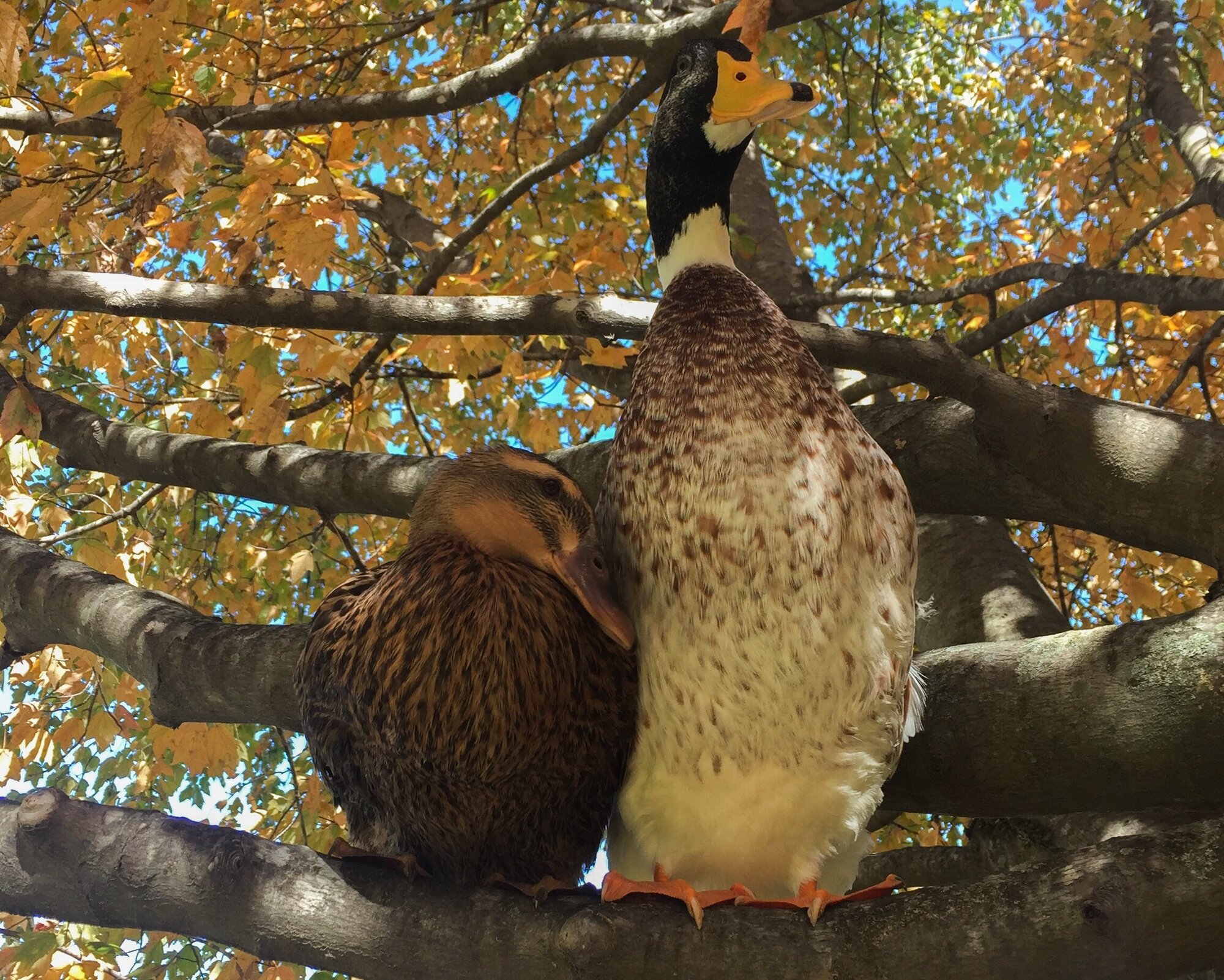 Cutest Couples Photo Contest—Poultry Edition 127.jpg