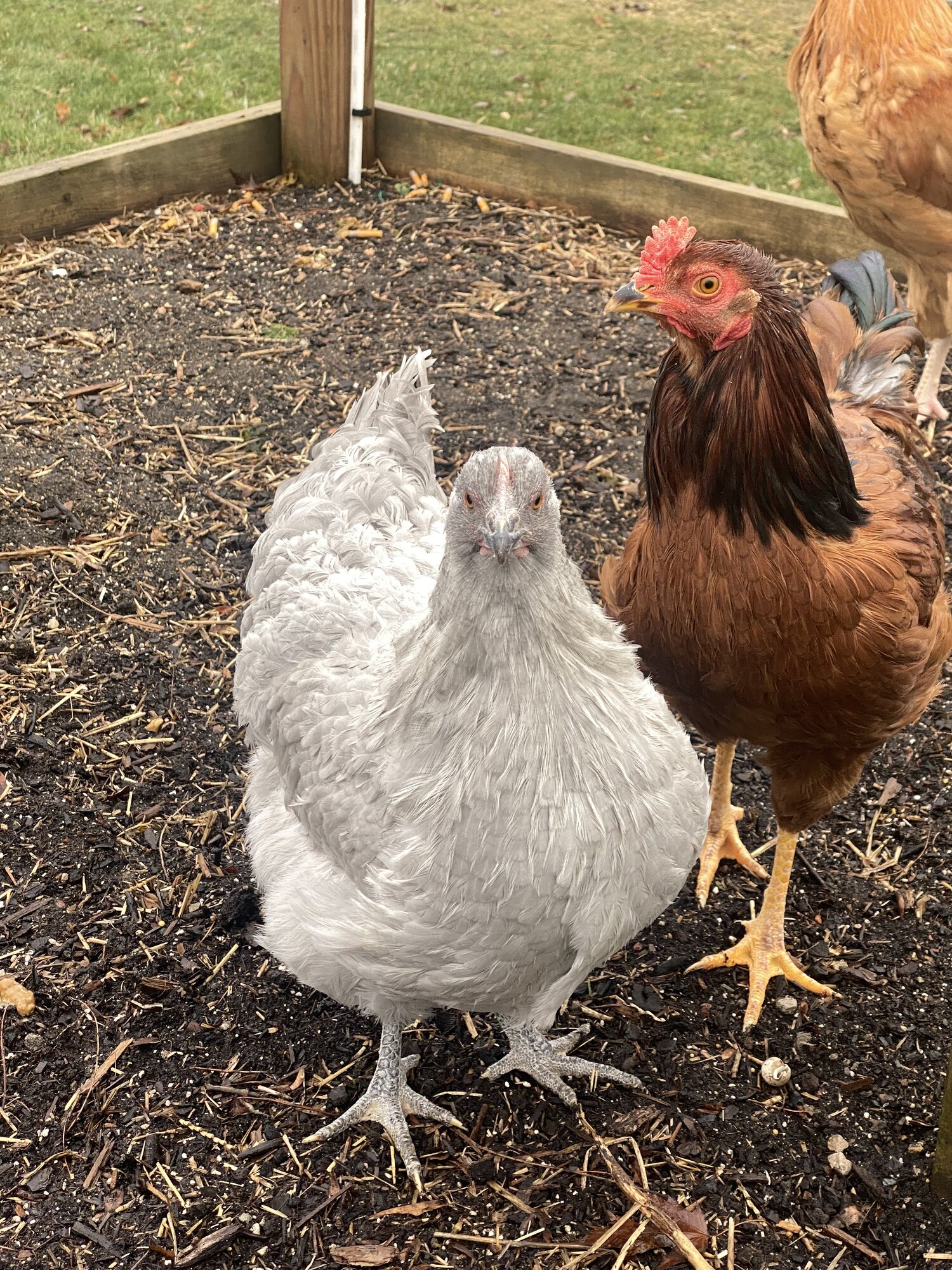 Cutest Couples Photo Contest—Poultry Edition 13.jpg