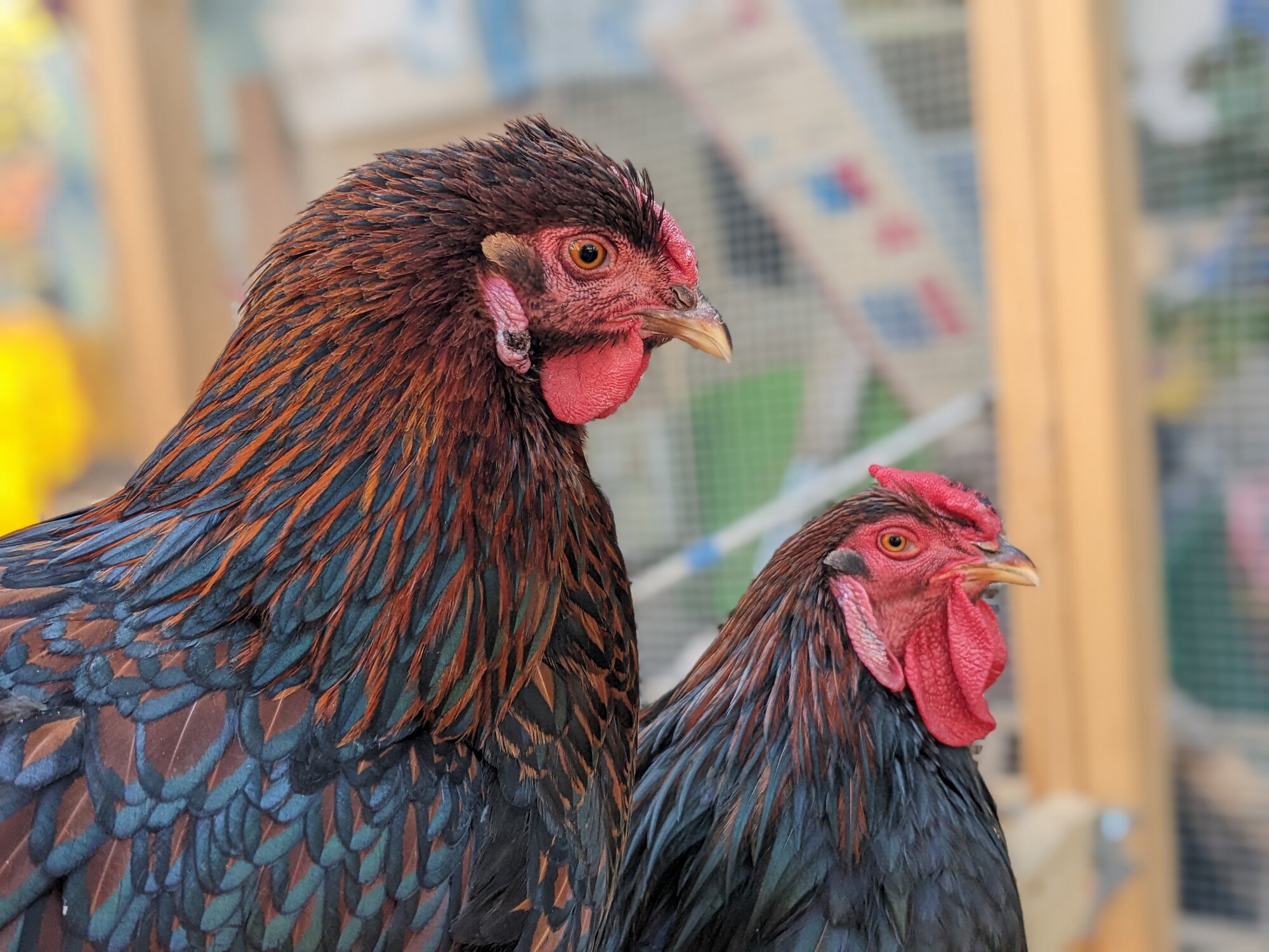 Cutest Couples Photo Contest—Poultry Edition 143.jpg