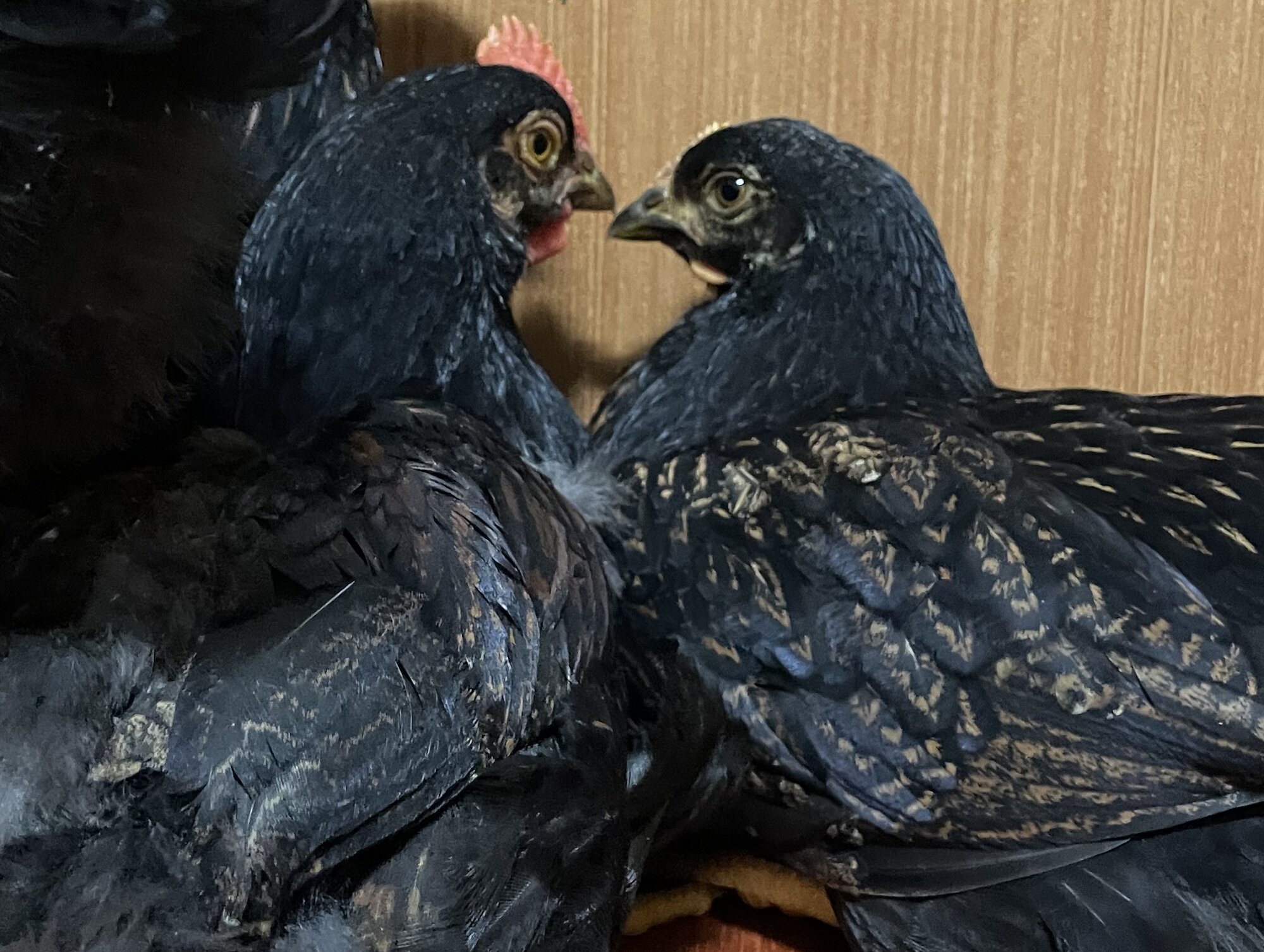 Cutest Couples Photo Contest—Poultry Edition 16.jpg