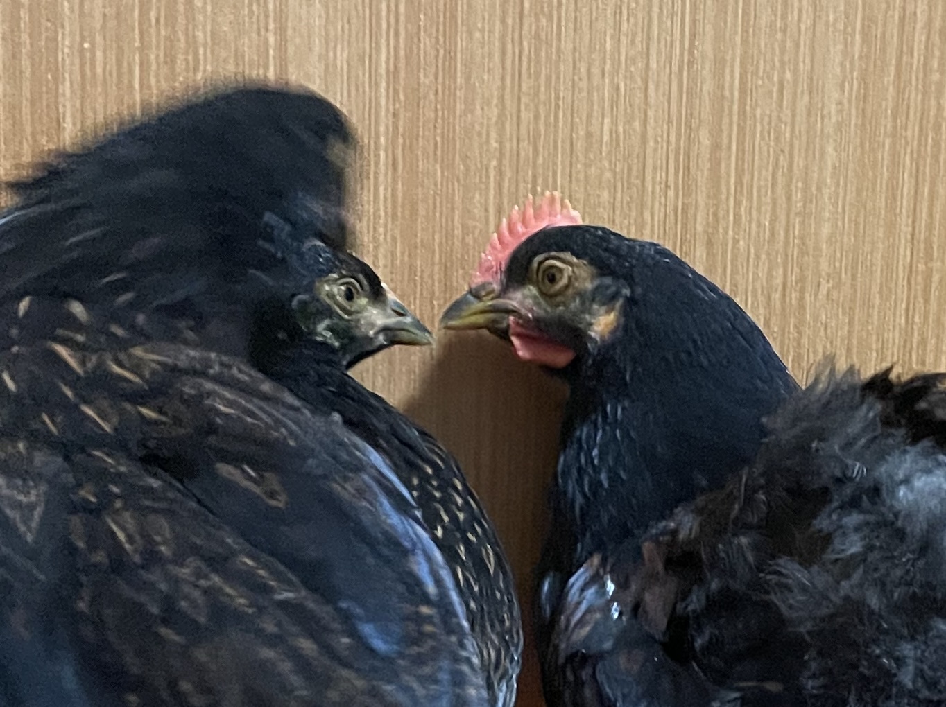 Cutest Couples Photo Contest—Poultry Edition 17.jpg
