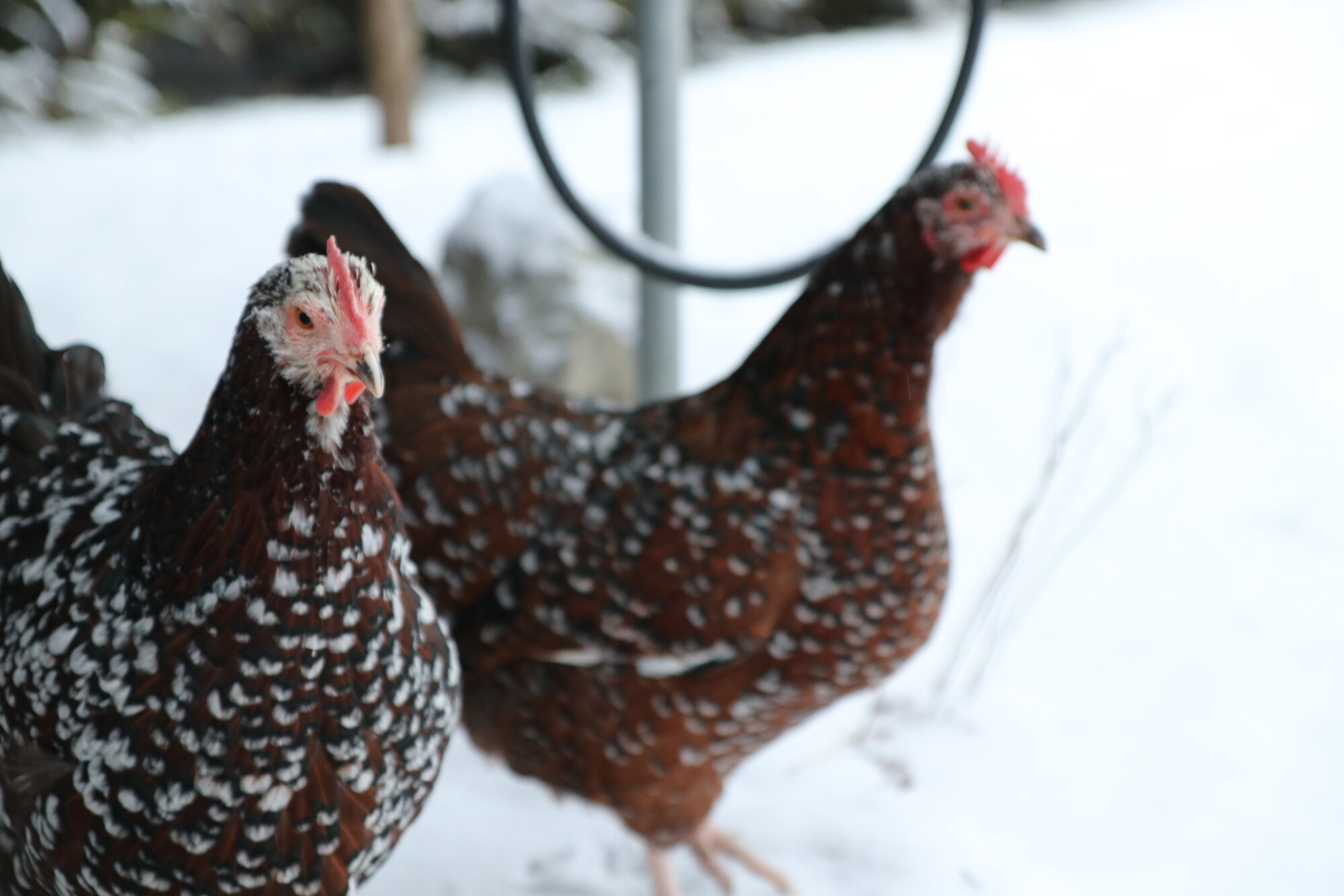 Cutest Couples Photo Contest—Poultry Edition 18.jpg