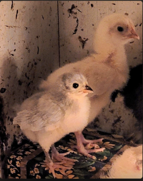 Cutest Couples Photo Contest—Poultry Edition 2.png