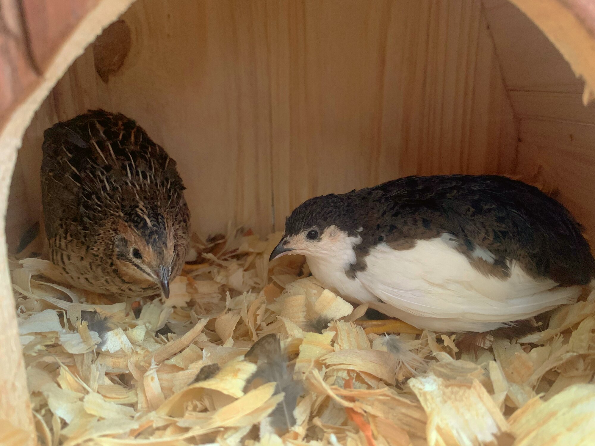 Cutest Couples Photo Contest—Poultry Edition 20.jpg