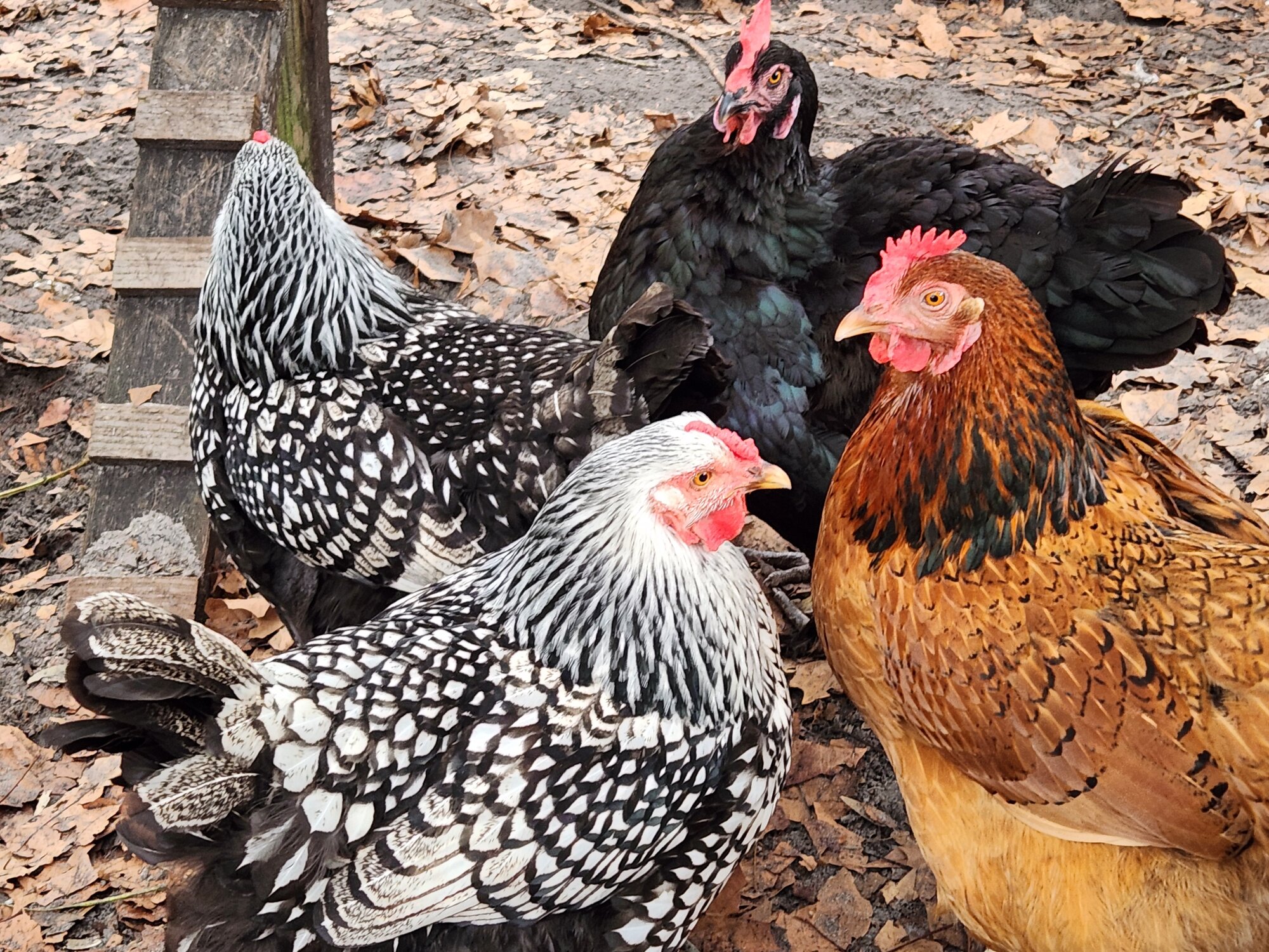 Cutest Couples Photo Contest—Poultry Edition 21.jpg