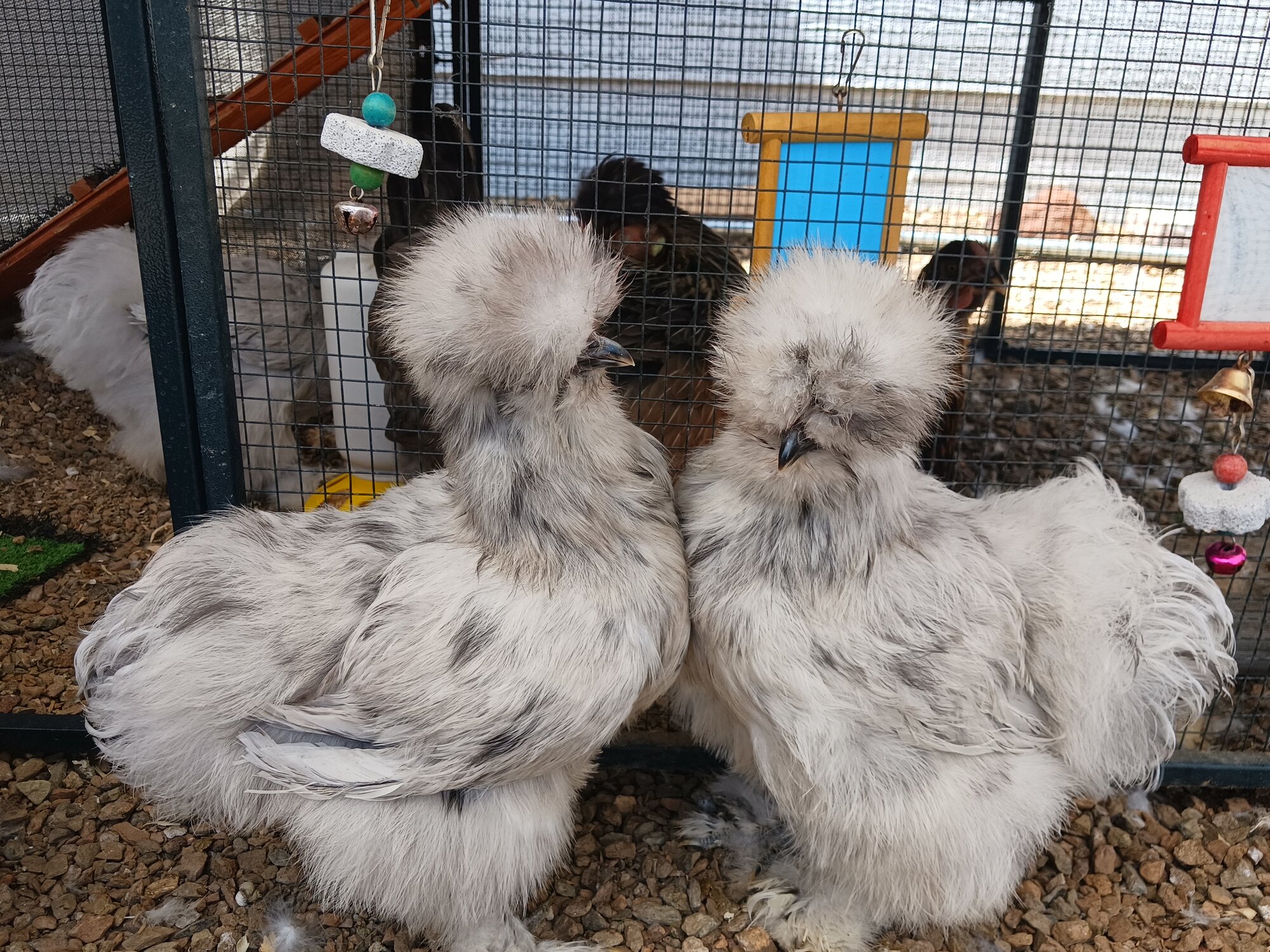 Cutest Couples Photo Contest—Poultry Edition 22.jpg