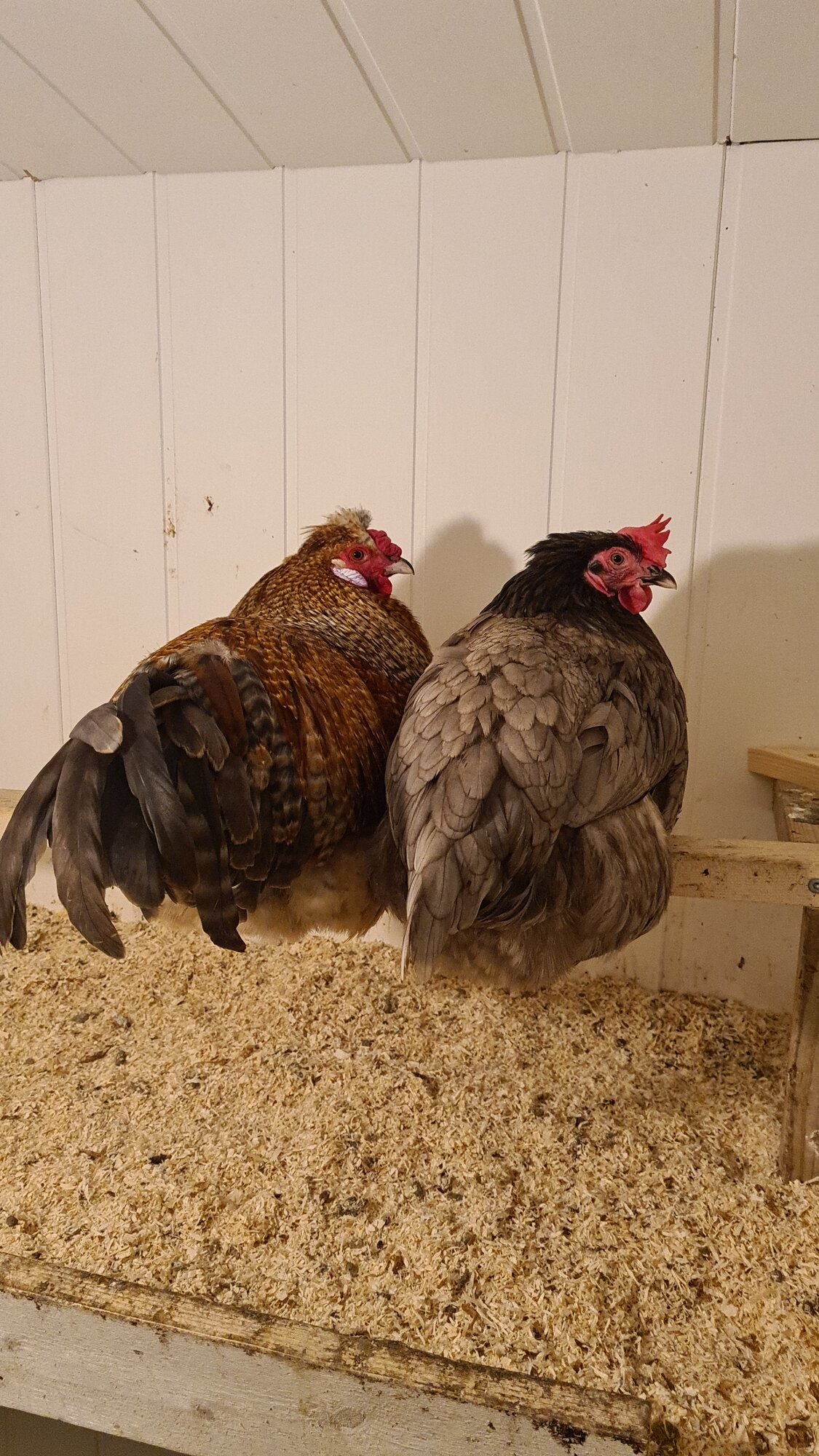 Cutest Couples Photo Contest—Poultry Edition 27.jpg