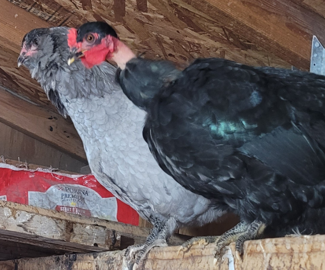 Cutest Couples Photo Contest—Poultry Edition 3.png