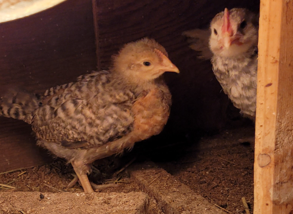 Cutest Couples Photo Contest—Poultry Edition 4.png