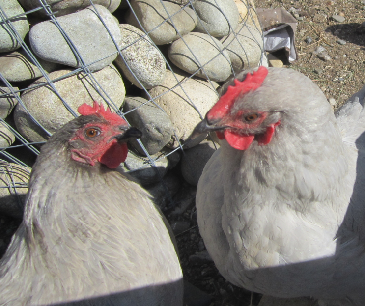 Cutest Couples Photo Contest—Poultry Edition 5.png