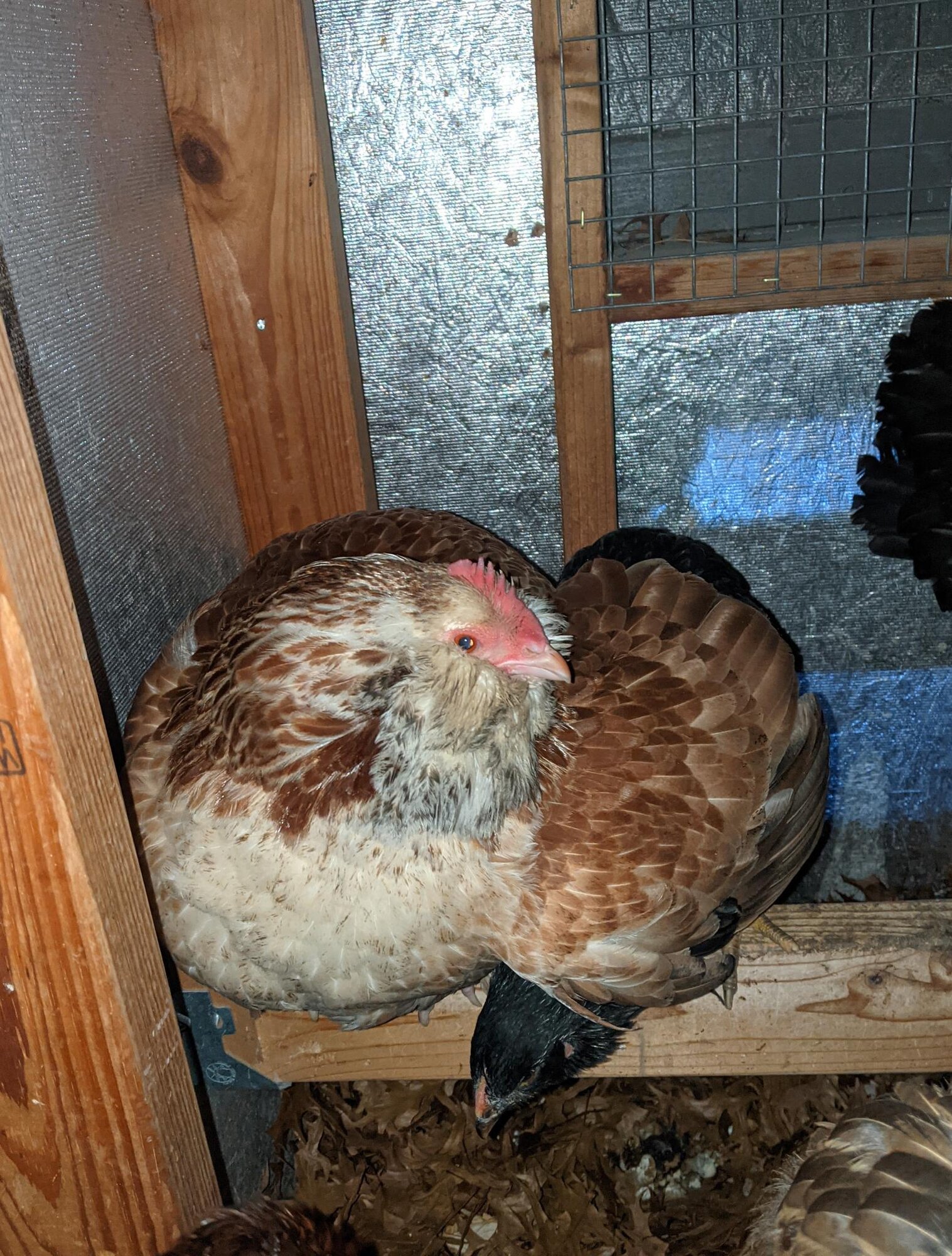 Cutest Couples Photo Contest—Poultry Edition 6.jpg