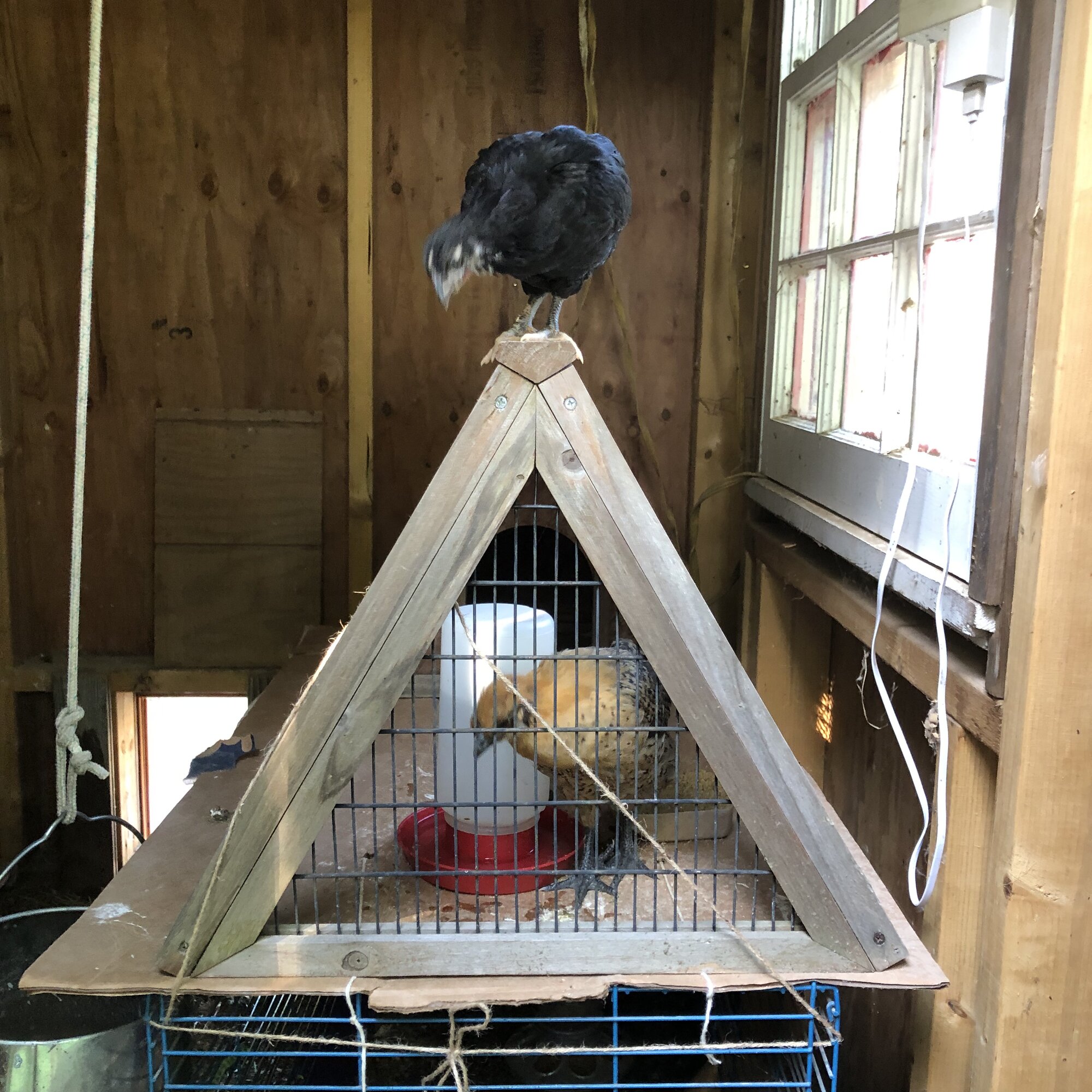 Cutest Couples Photo Contest—Poultry Edition 63.jpg