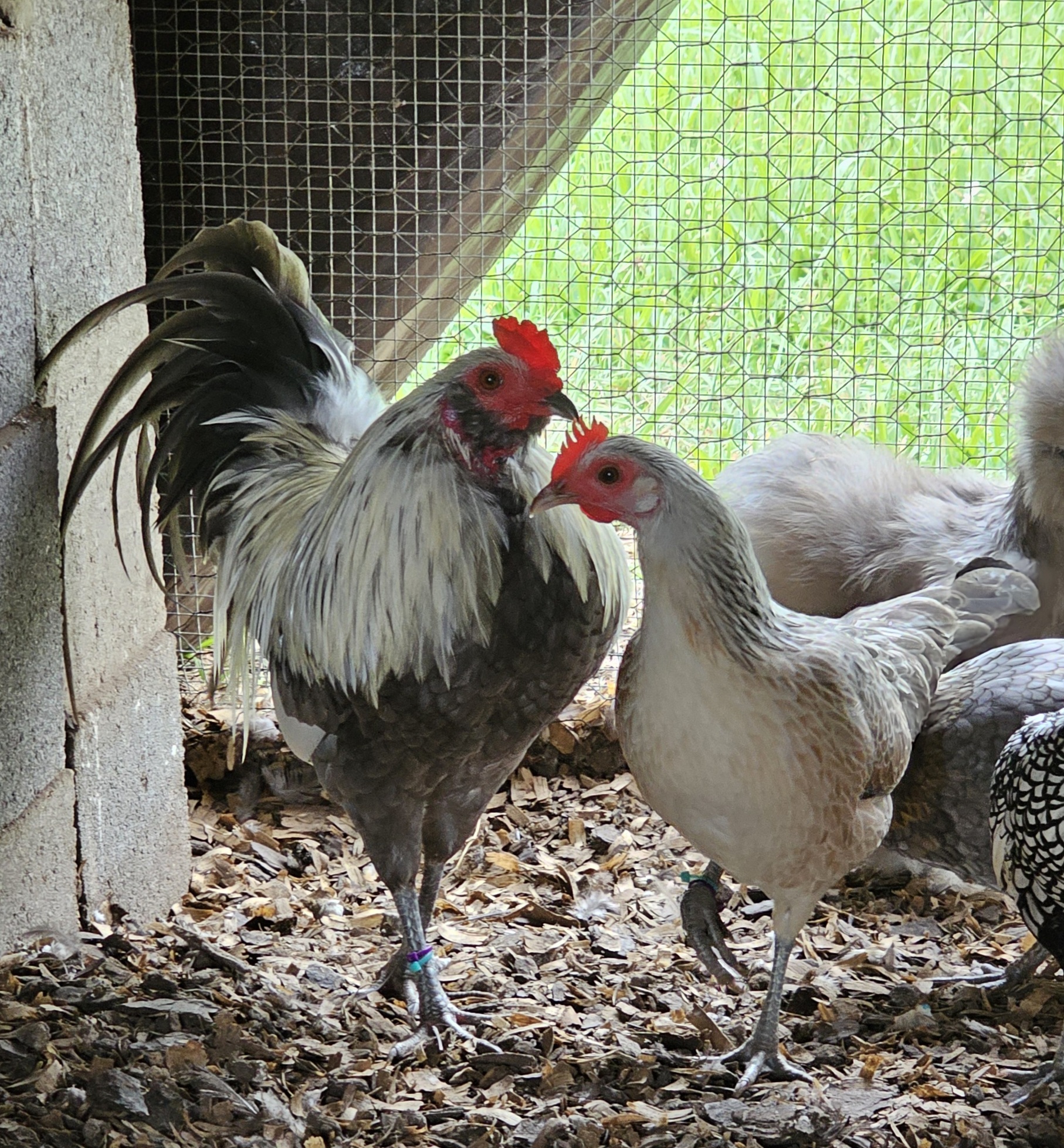 Cutest Couples Photo Contest—Poultry Edition 64.jpg