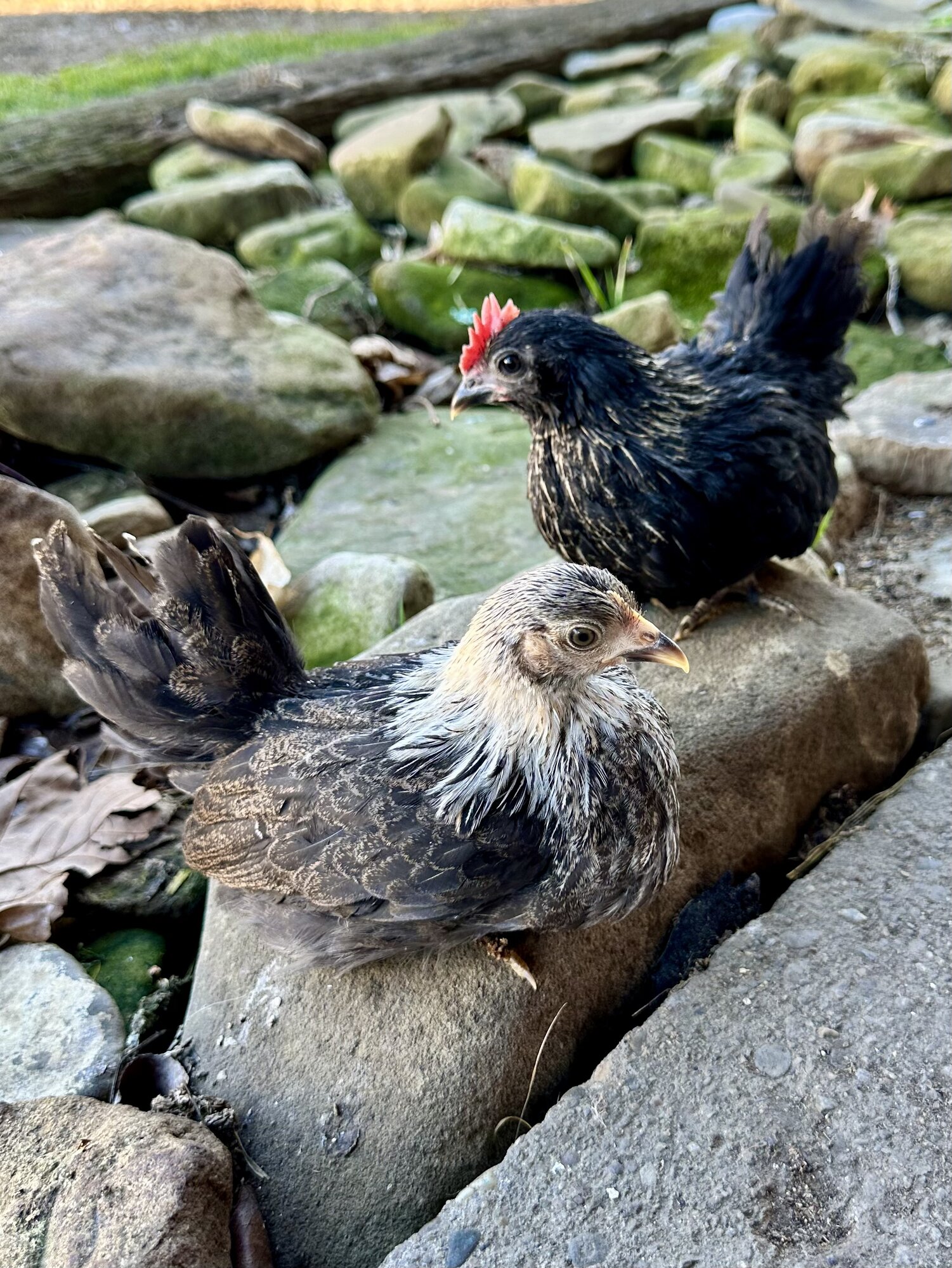 Cutest Couples Photo Contest—Poultry Edition 66.jpg