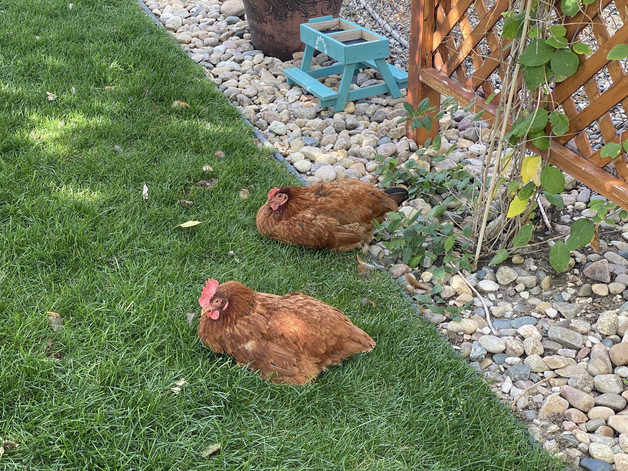 Cutest Couples Photo Contest—Poultry Edition 67.jpg