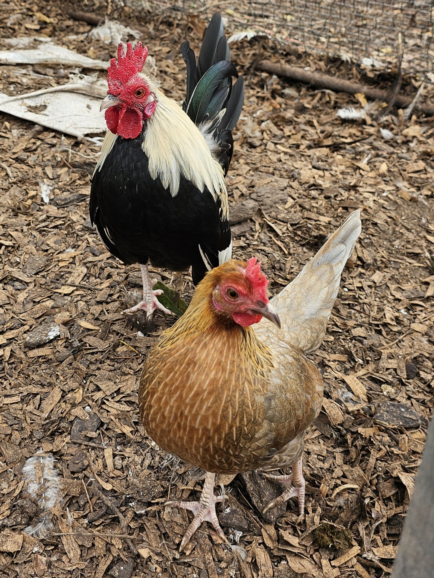 Cutest Couples Photo Contest—Poultry Edition 67.jpg