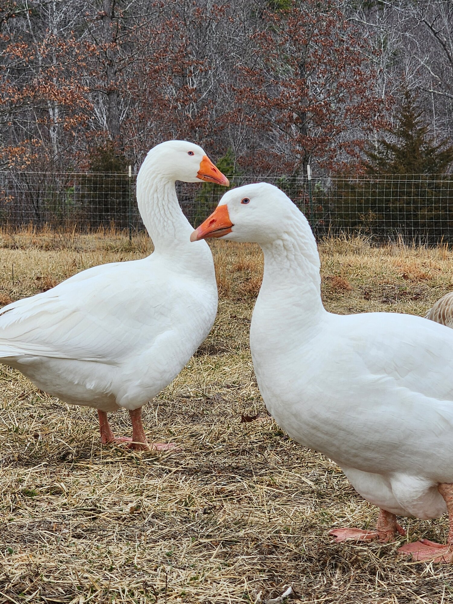 Cutest Couples Photo Contest—Poultry Edition 68.jpg