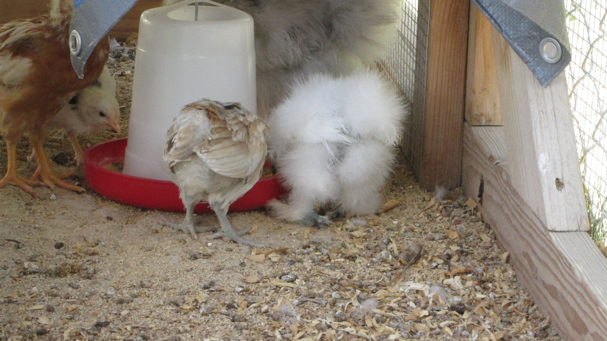 Cutest Couples Photo Contest—Poultry Edition 69.jpg