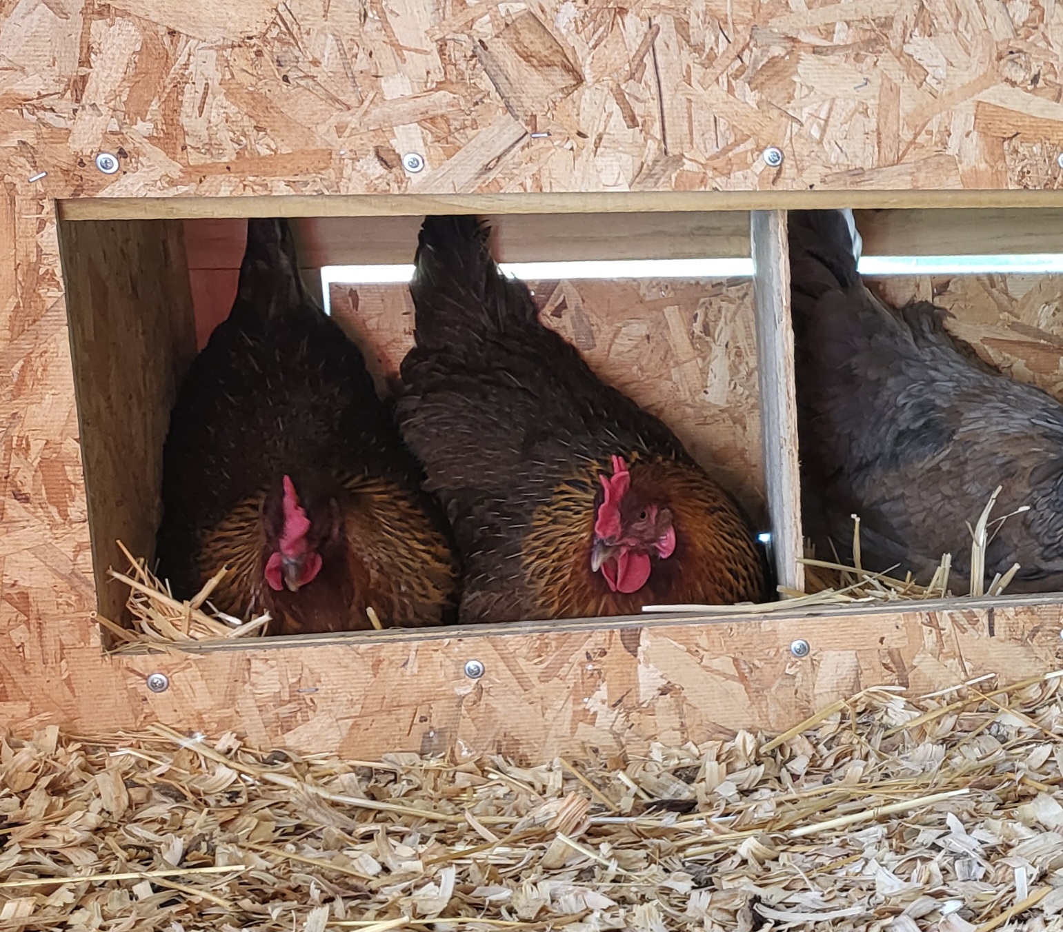 Cutest Couples Photo Contest—Poultry Edition 7.jpg