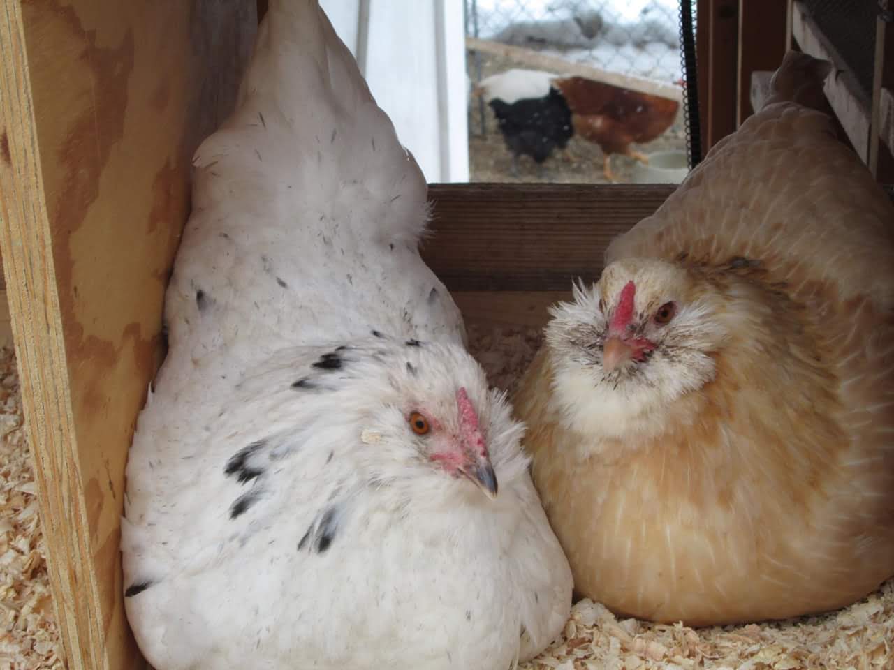 Cutest Couples Photo Contest—Poultry Edition 70.jpg