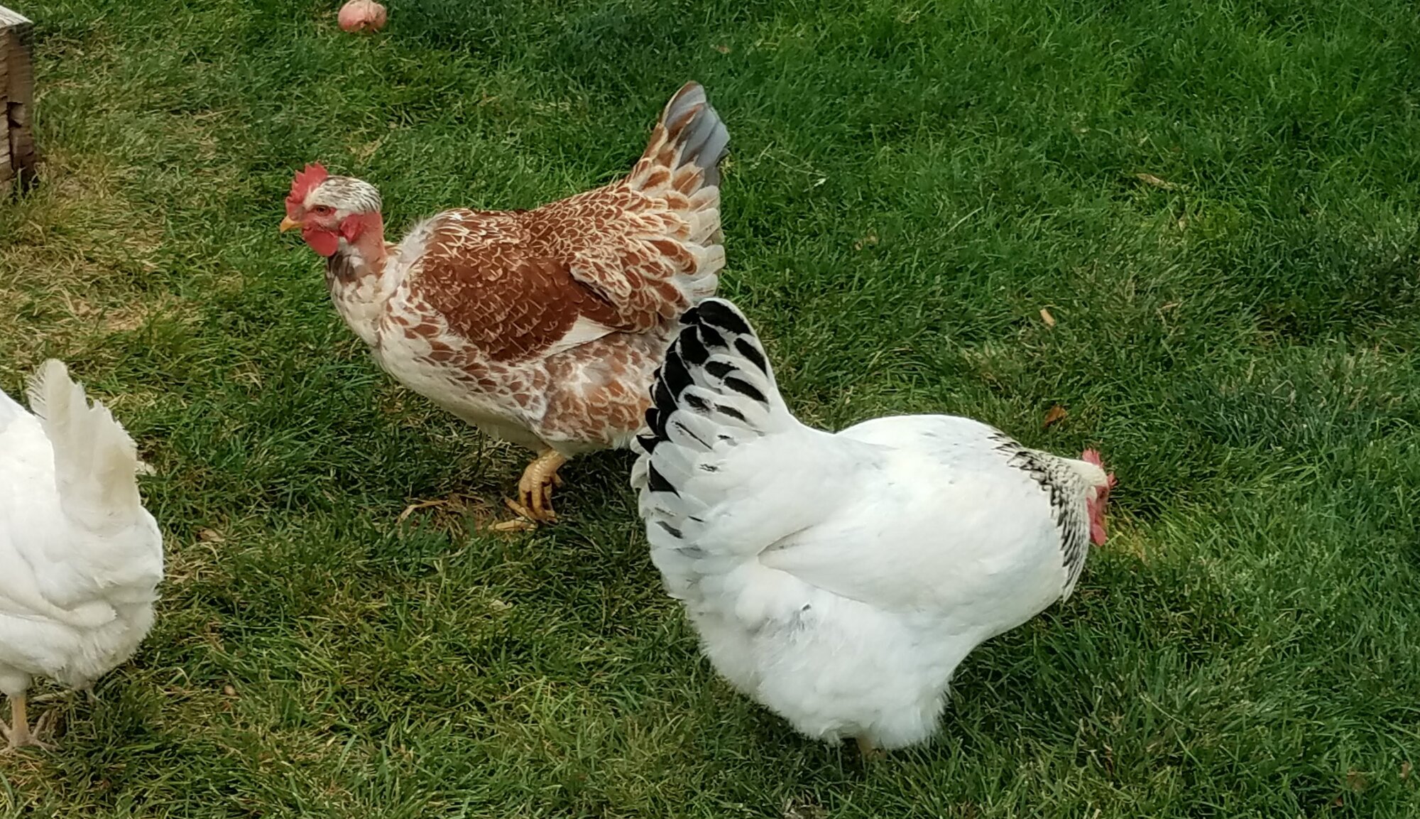 Cutest Couples Photo Contest—Poultry Edition 72.jpg