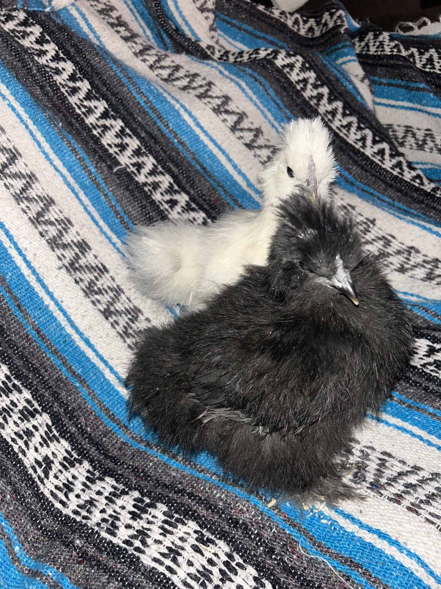 Cutest Couples Photo Contest—Poultry Edition 73.jpg