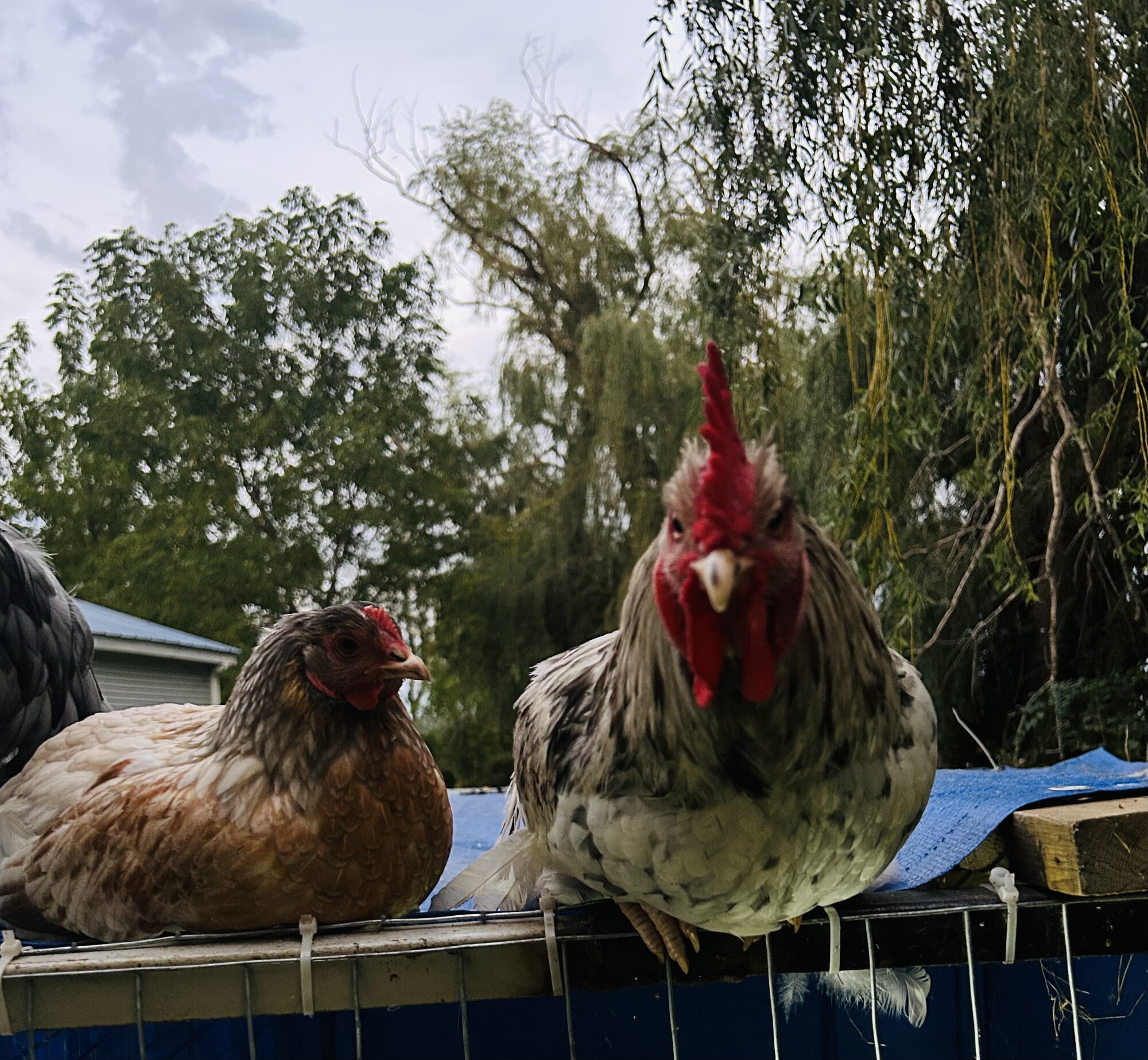 Cutest Couples Photo Contest—Poultry Edition 74.jpg