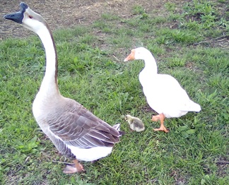 Cutest Couples Photo Contest—Poultry Edition 75.jpg