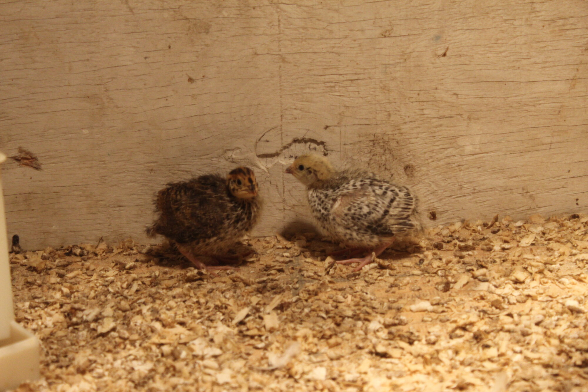 Cutest Couples Photo Contest—Poultry Edition 76.jpg