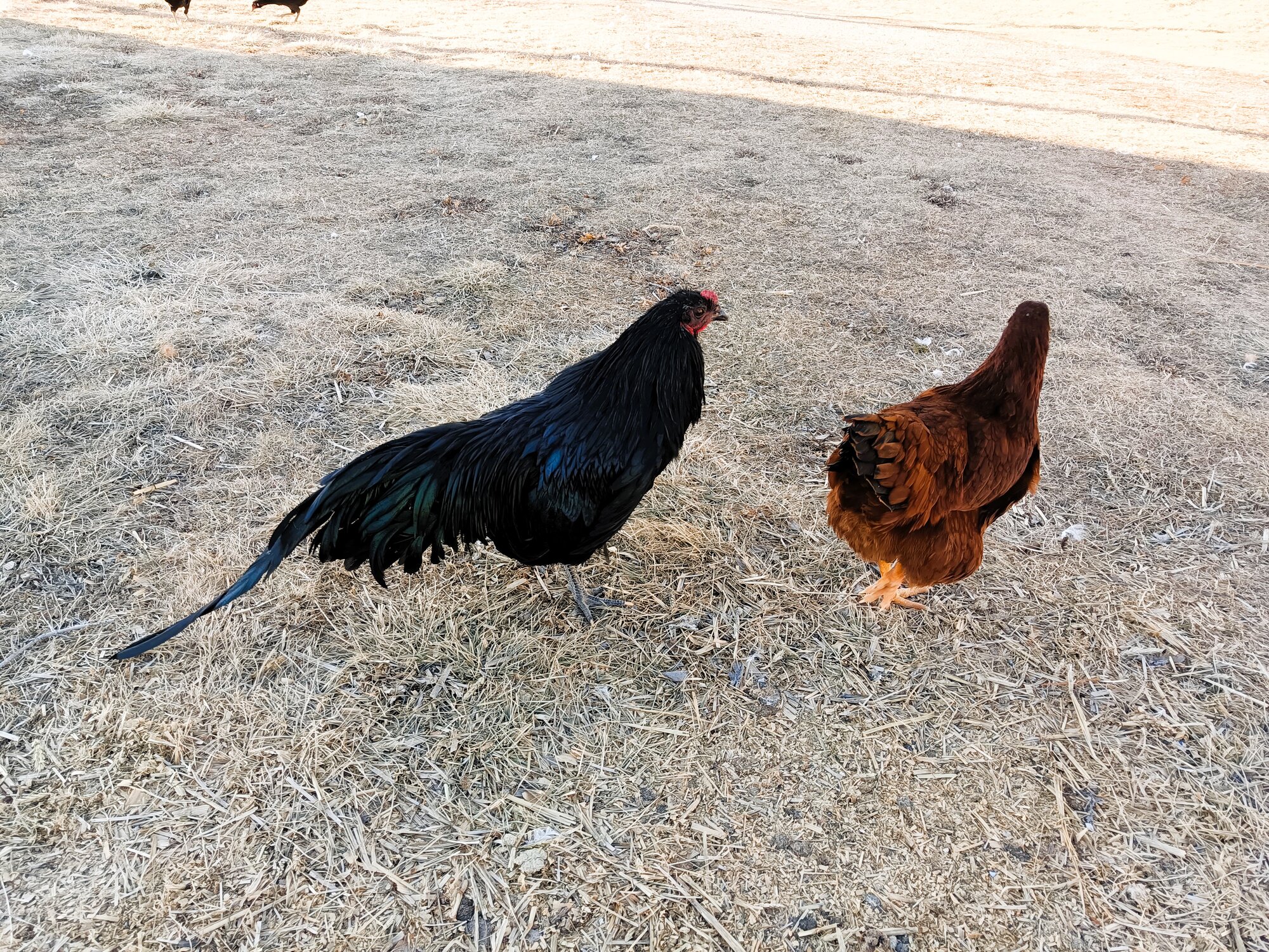 Cutest Couples Photo Contest—Poultry Edition 77.jpg