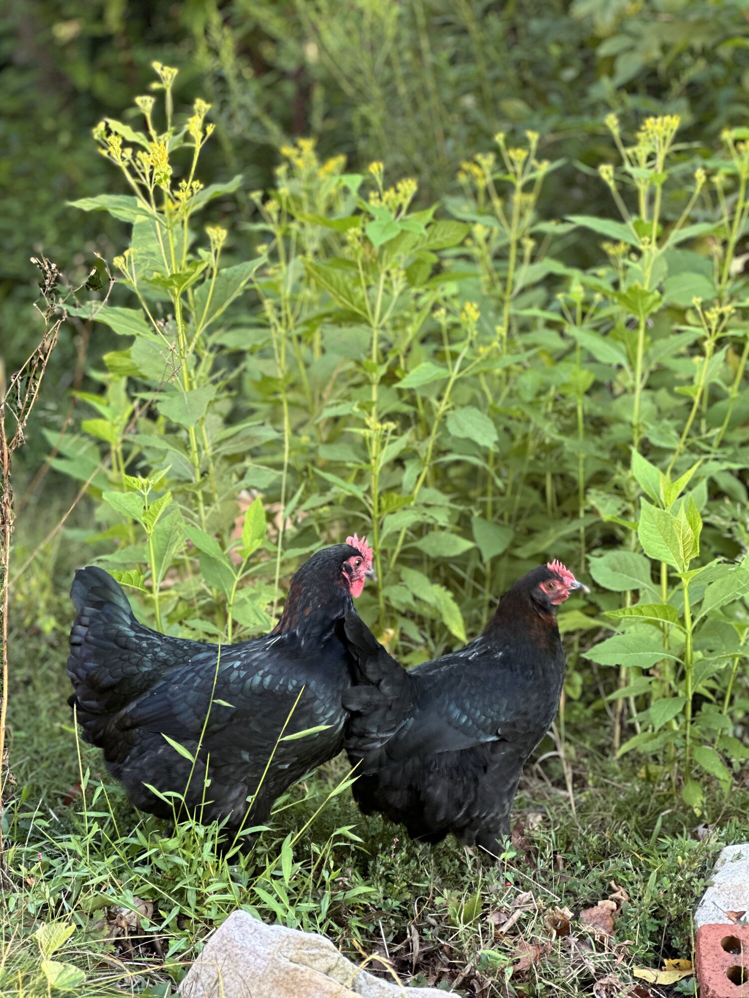 Cutest Couples Photo Contest—Poultry Edition 78.jpg
