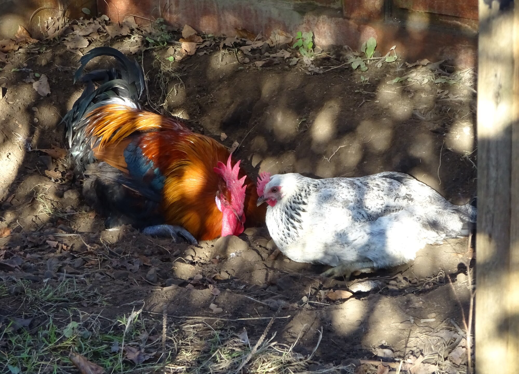 Cutest Couples Photo Contest—Poultry Edition 8.jpg