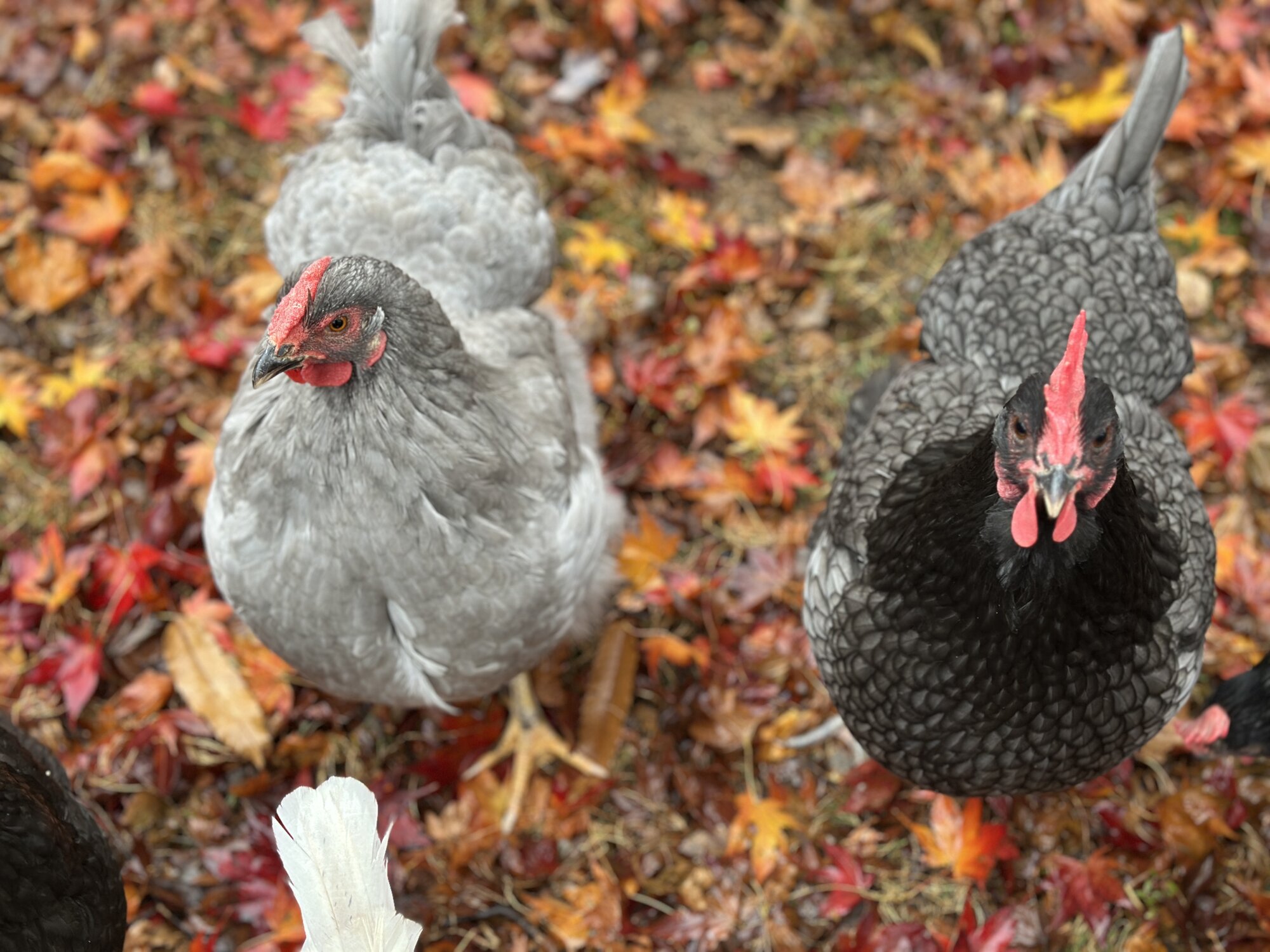 Cutest Couples Photo Contest—Poultry Edition 80.jpg