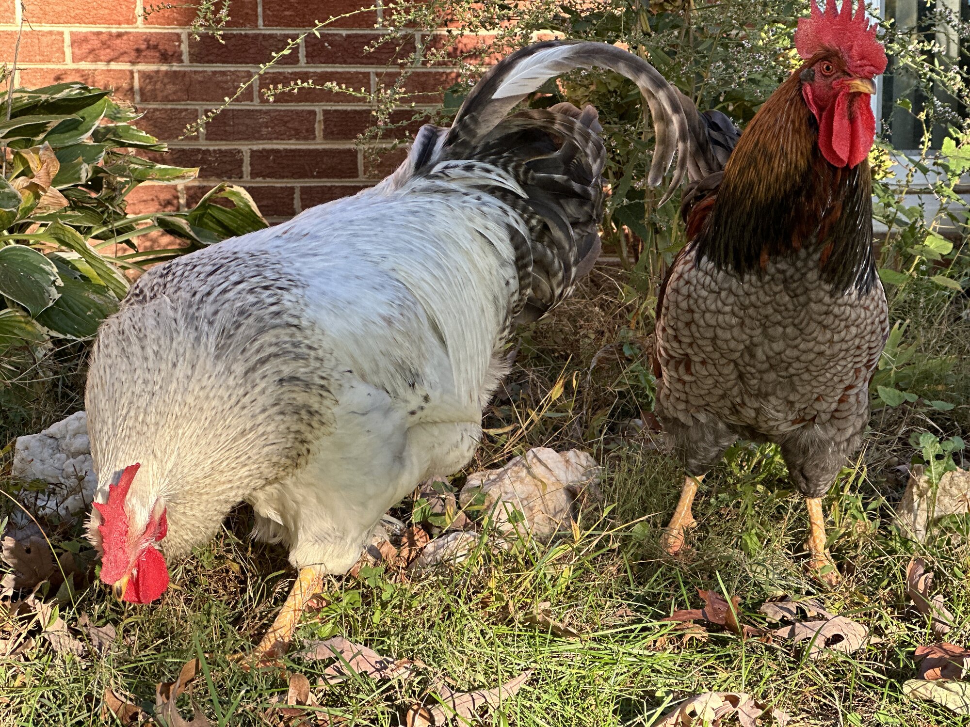 Cutest Couples Photo Contest—Poultry Edition 81.jpg