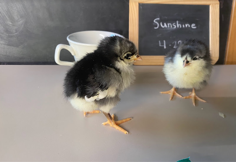 Cutest Couples Photo Contest—Poultry Edition 82.png
