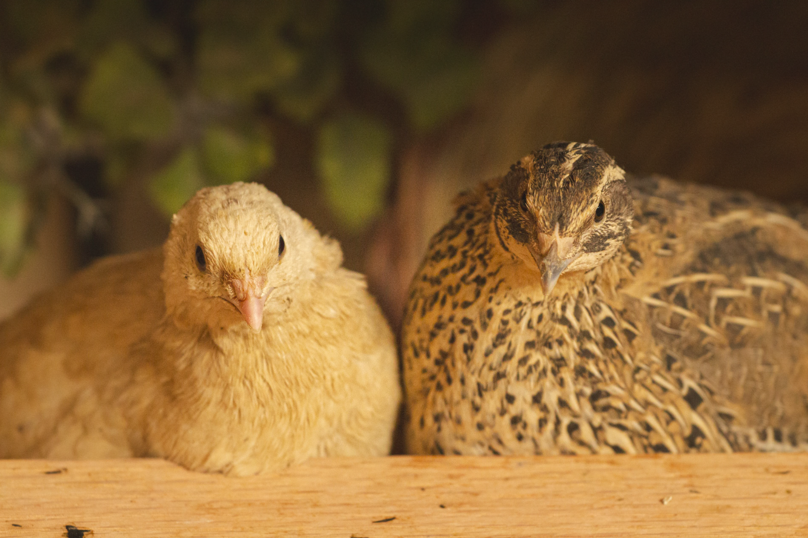 Cutest Couples Photo Contest—Poultry Edition 82.png