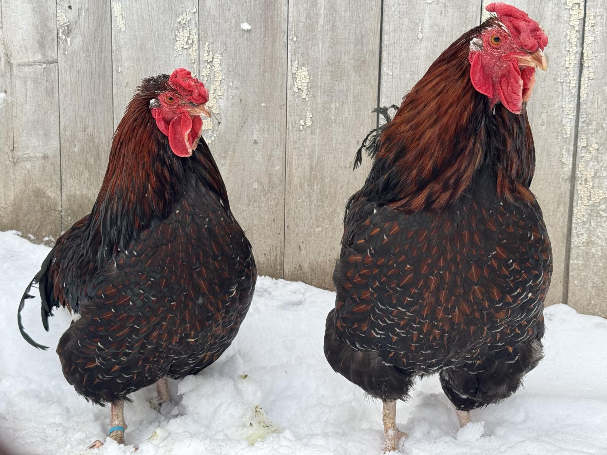 Cutest Couples Photo Contest—Poultry Edition 83.jpg