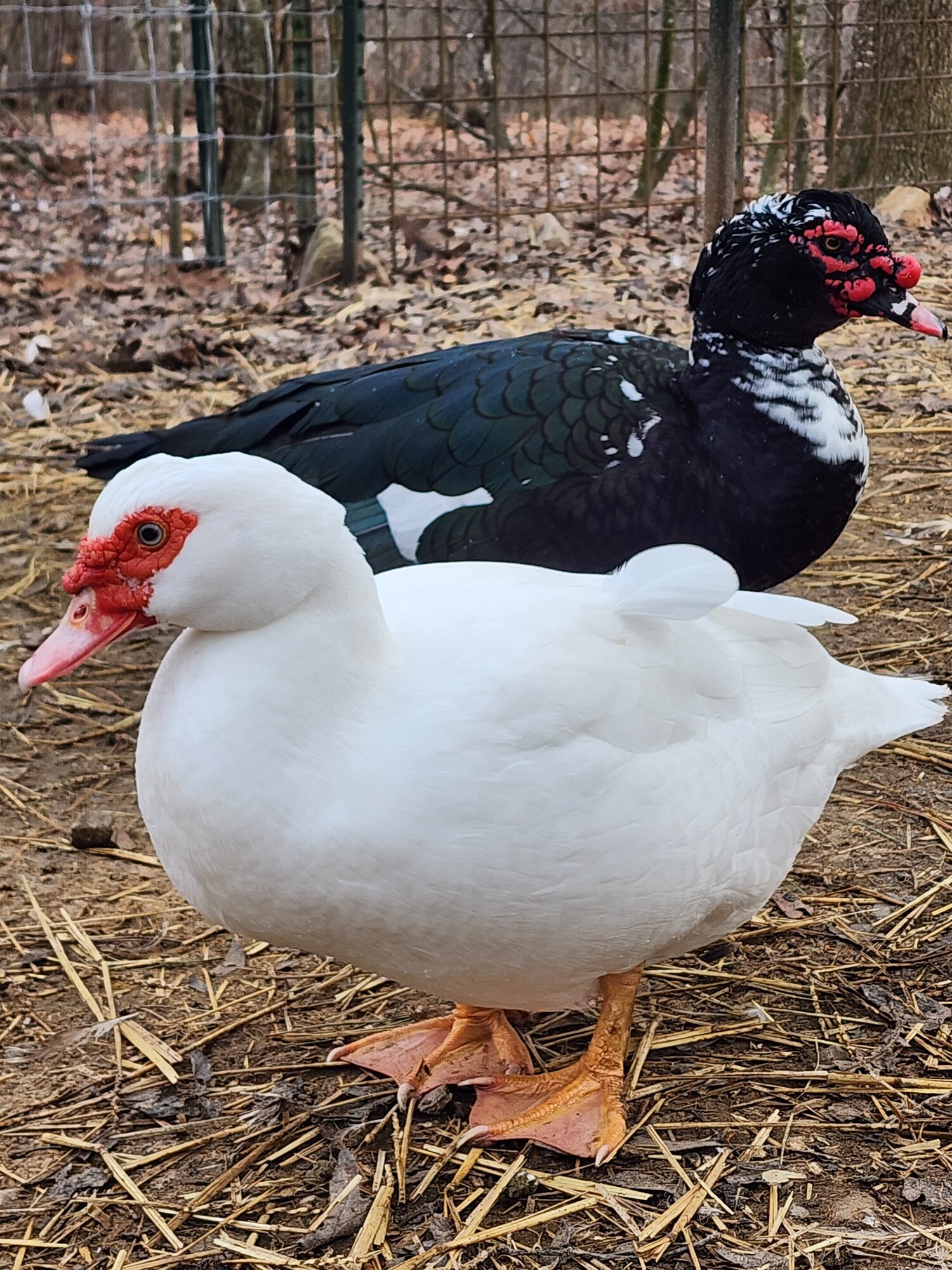 Cutest Couples Photo Contest—Poultry Edition 85.jpg