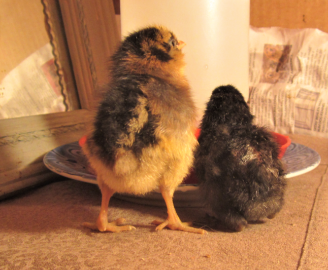 Cutest Couples Photo Contest—Poultry Edition 9.png